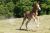 lusitanos-stute-fohlen-fuchs-dressurpferd-steinsberg-1935533_1