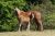 lusitanos-stute-fohlen-fuchs-dressurpferd-steinsberg-1935533_3