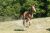 lusitanos-stute-fohlen-fuchs-dressurpferd-steinsberg-1935533_6
